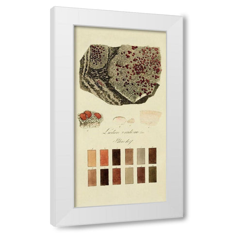 Species of Lichen I White Modern Wood Framed Art Print by Unknown