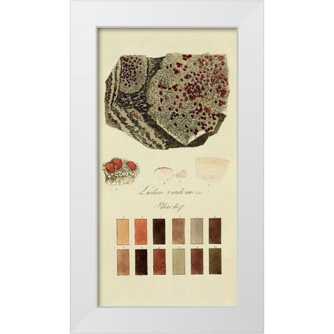 Species of Lichen I White Modern Wood Framed Art Print by Unknown