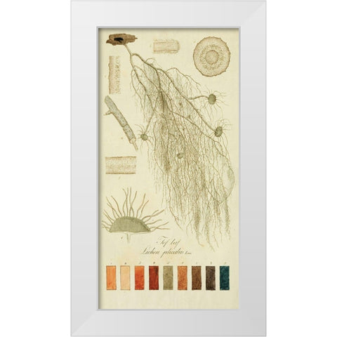 Species of Lichen II White Modern Wood Framed Art Print by Unknown
