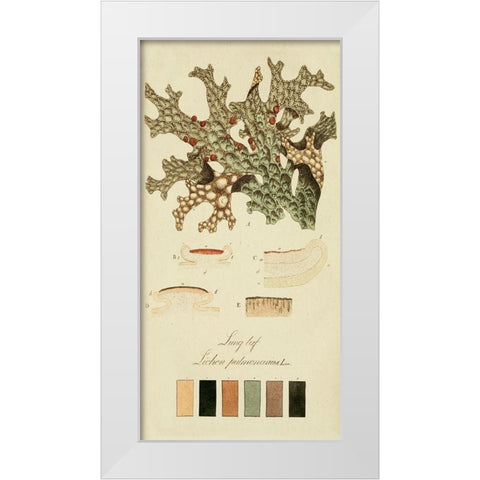 Species of Lichen III White Modern Wood Framed Art Print by Unknown