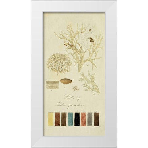 Species of Lichen IV White Modern Wood Framed Art Print by Unknown