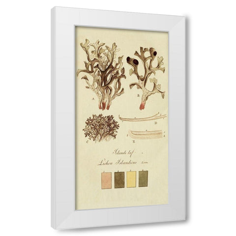 Species of Lichen V White Modern Wood Framed Art Print by Unknown