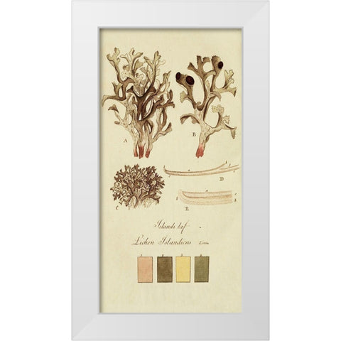 Species of Lichen V White Modern Wood Framed Art Print by Unknown