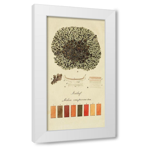 Species of Lichen VI White Modern Wood Framed Art Print by Unknown