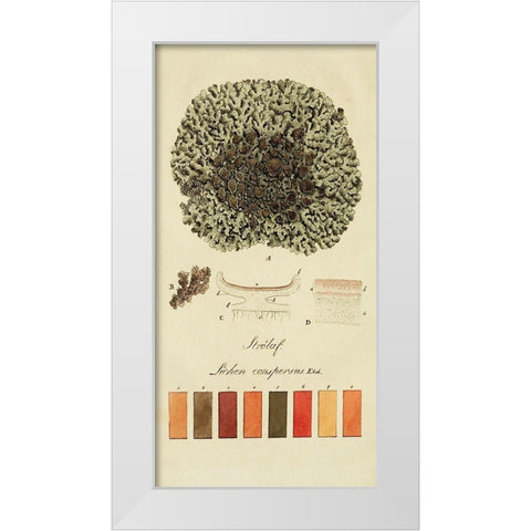 Species of Lichen VI White Modern Wood Framed Art Print by Unknown