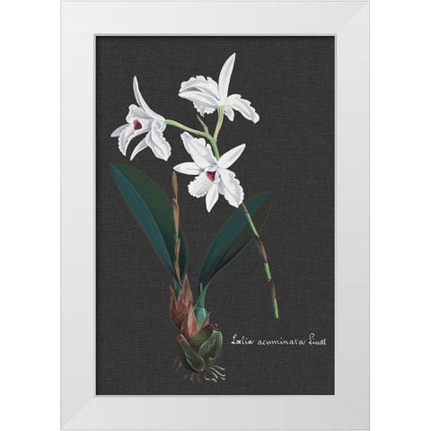 Orchid on Slate V White Modern Wood Framed Art Print by Vision Studio