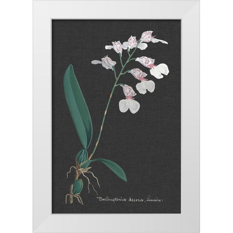 Orchid on Slate VI White Modern Wood Framed Art Print by Vision Studio