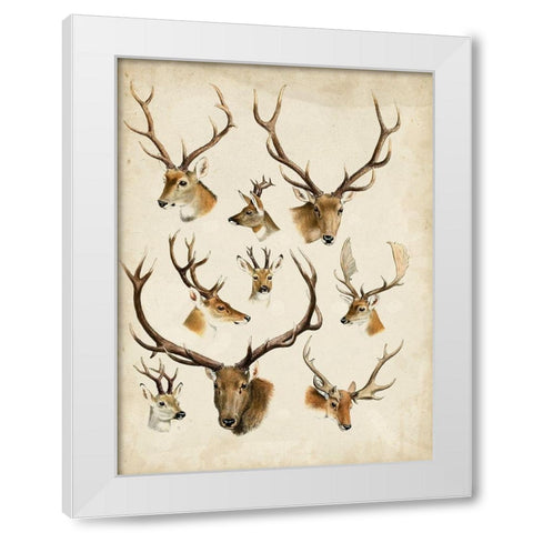 Western Animal Species II White Modern Wood Framed Art Print by Unknown