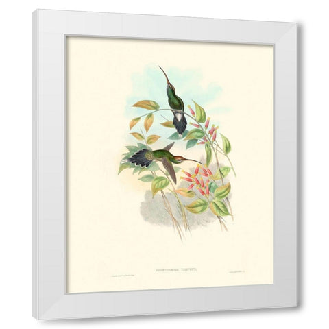 Hummingbird Delight I White Modern Wood Framed Art Print by Gould, John