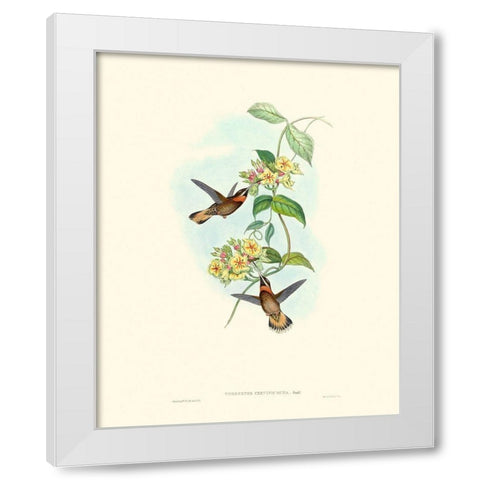 Hummingbird Delight II White Modern Wood Framed Art Print by Gould, John