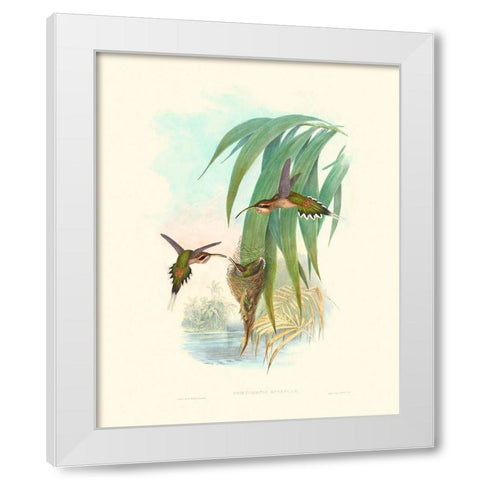 Hummingbird Delight III White Modern Wood Framed Art Print by Gould, John
