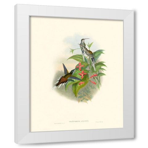 Hummingbird Delight IV White Modern Wood Framed Art Print by Gould, John