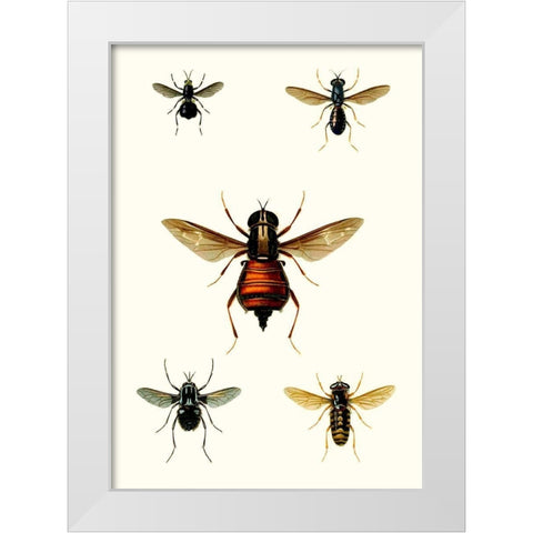 Entomology Series III White Modern Wood Framed Art Print by Blanchard