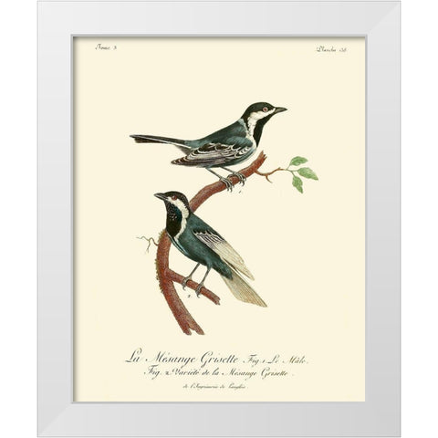 Vintage French Birds III White Modern Wood Framed Art Print by de Langlois