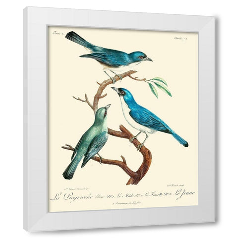 Vintage French Birds IV White Modern Wood Framed Art Print by de Langlois