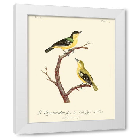 Vintage French Birds V White Modern Wood Framed Art Print by de Langlois