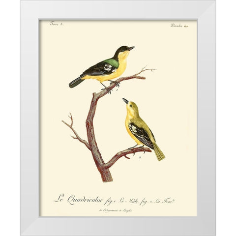 Vintage French Birds V White Modern Wood Framed Art Print by de Langlois