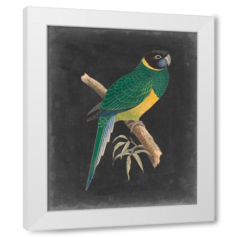 Dramatic Parrots I White Modern Wood Framed Art Print by Vision Studio