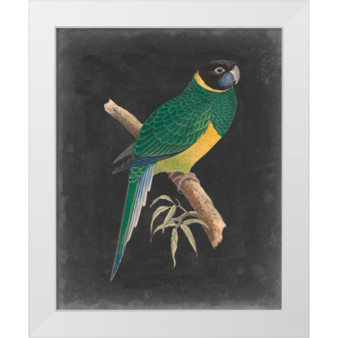 Dramatic Parrots I White Modern Wood Framed Art Print by Vision Studio