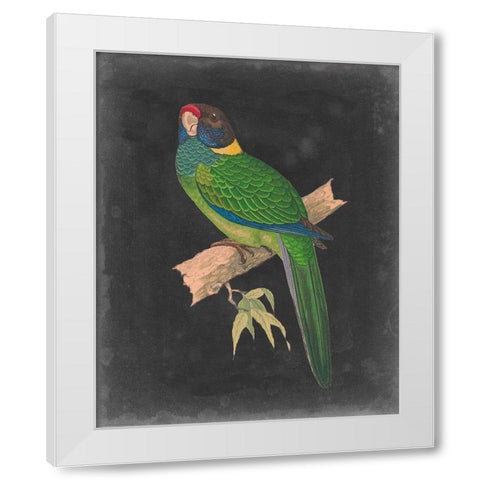 Dramatic Parrots II White Modern Wood Framed Art Print by Vision Studio