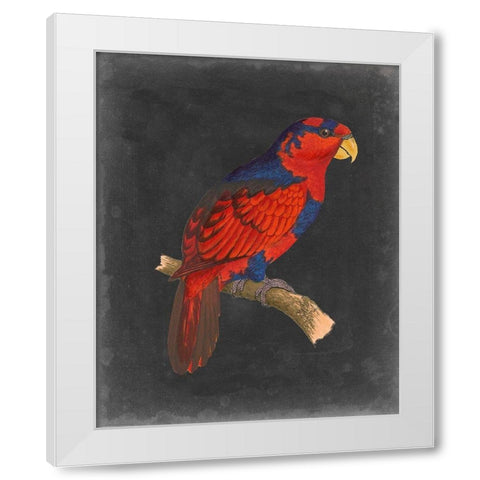 Dramatic Parrots III White Modern Wood Framed Art Print by Vision Studio