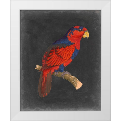 Dramatic Parrots III White Modern Wood Framed Art Print by Vision Studio