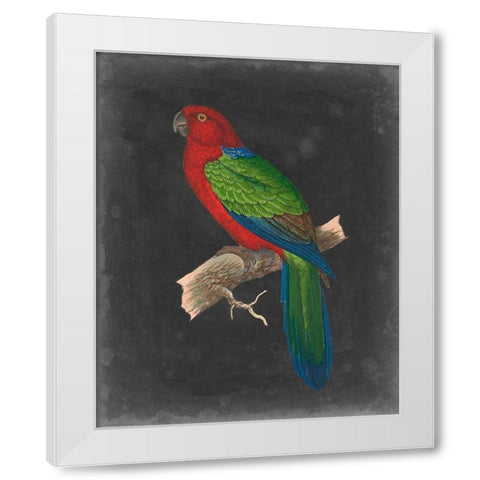 Dramatic Parrots IV White Modern Wood Framed Art Print by Vision Studio