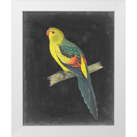 Dramatic Parrots VI White Modern Wood Framed Art Print by Vision Studio