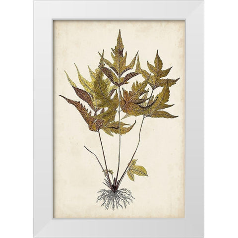 Fern Botanical II White Modern Wood Framed Art Print by Vision Studio