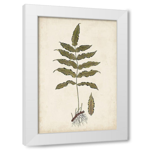 Fern Botanical III White Modern Wood Framed Art Print by Vision Studio