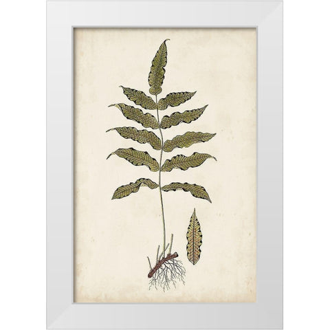 Fern Botanical III White Modern Wood Framed Art Print by Vision Studio