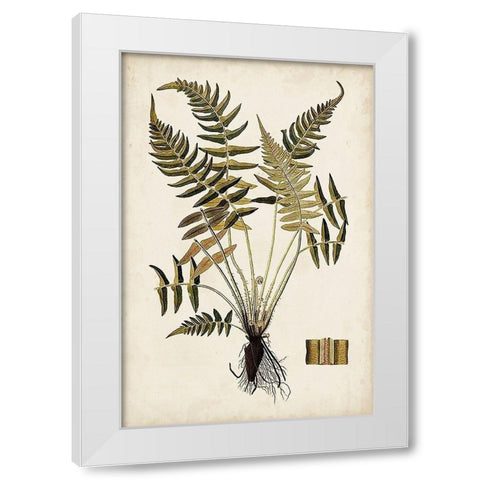 Fern Botanical IV White Modern Wood Framed Art Print by Vision Studio