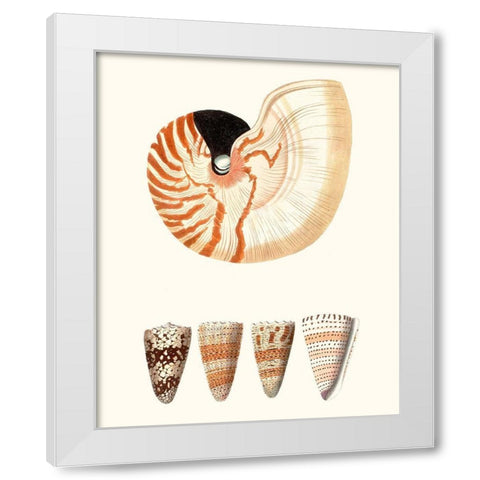 Shell Collection I White Modern Wood Framed Art Print by Vision Studio