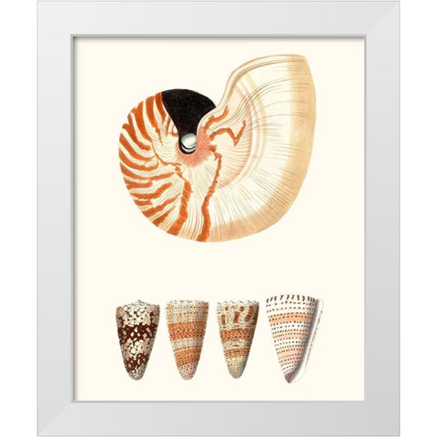 Shell Collection I White Modern Wood Framed Art Print by Vision Studio