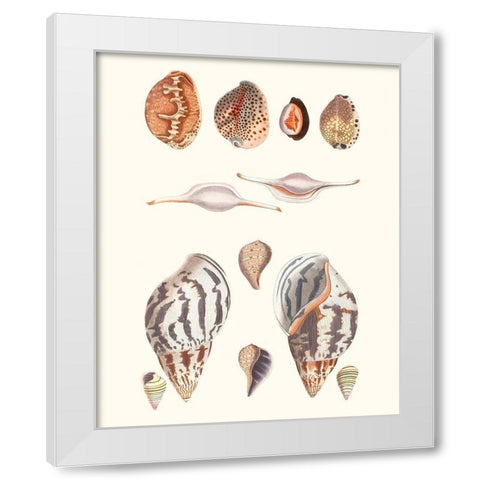 Shell Collection II White Modern Wood Framed Art Print by Vision Studio