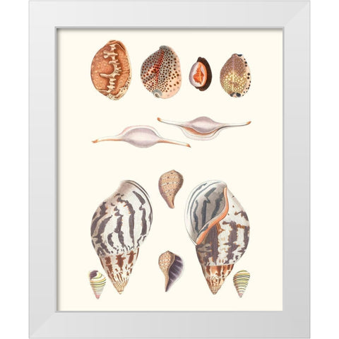 Shell Collection II White Modern Wood Framed Art Print by Vision Studio