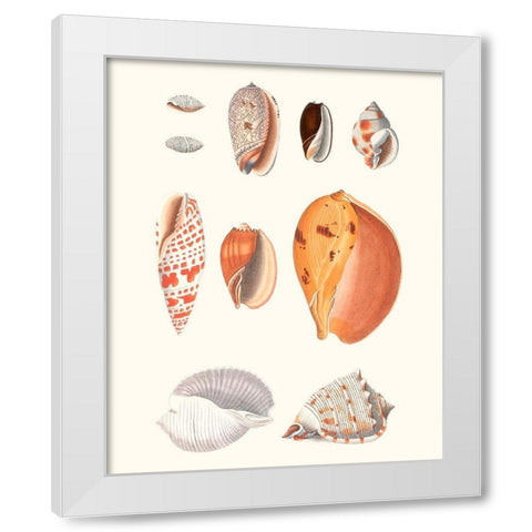 Shell Collection III White Modern Wood Framed Art Print by Vision Studio