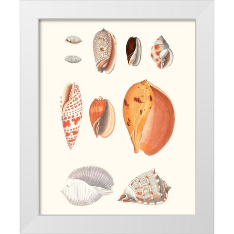 Shell Collection III White Modern Wood Framed Art Print by Vision Studio