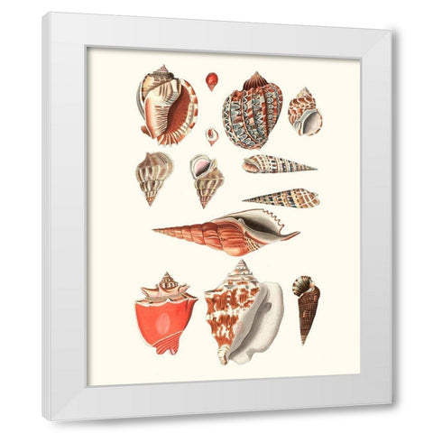 Shell Collection IV White Modern Wood Framed Art Print by Vision Studio