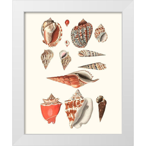 Shell Collection IV White Modern Wood Framed Art Print by Vision Studio