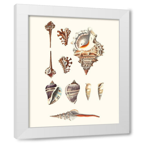 Shell Collection V White Modern Wood Framed Art Print by Vision Studio