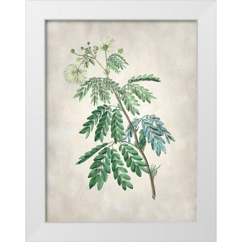 Acacia Tree II White Modern Wood Framed Art Print by Vision Studio