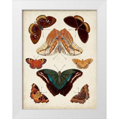 Butterflies Displayed II White Modern Wood Framed Art Print by Vision Studio