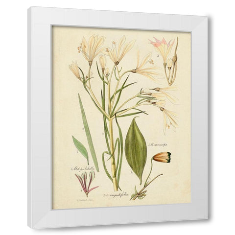 Antique Botanical Sketch I White Modern Wood Framed Art Print by Vision Studio