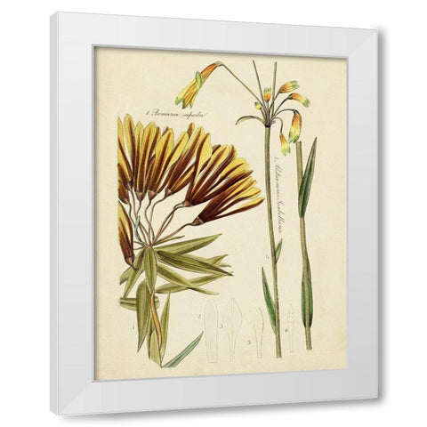 Antique Botanical Sketch II White Modern Wood Framed Art Print by Vision Studio