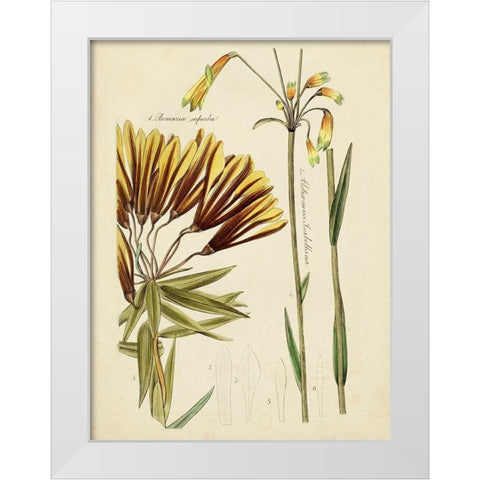 Antique Botanical Sketch II White Modern Wood Framed Art Print by Vision Studio