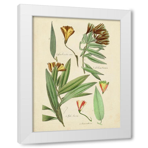 Antique Botanical Sketch III White Modern Wood Framed Art Print by Vision Studio