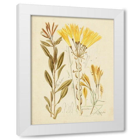 Antique Botanical Sketch IV White Modern Wood Framed Art Print by Vision Studio