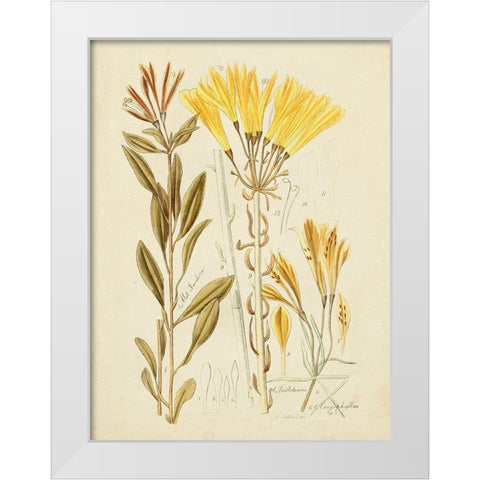 Antique Botanical Sketch IV White Modern Wood Framed Art Print by Vision Studio