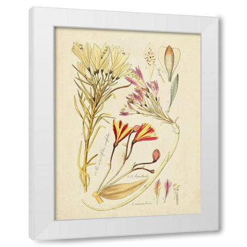 Antique Botanical Sketch V White Modern Wood Framed Art Print by Vision Studio